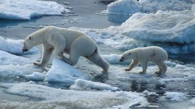 Coca-Cola ja WWF yhdistävät voimansa jääkarhujen arktisen kodin suojelemiseksi