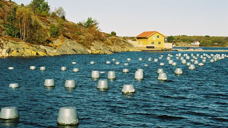 Musselodlare vill leverera miljömärkta blåmusslor