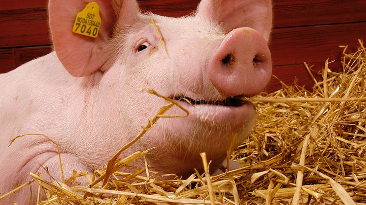 Forebyggende innsats fra svinenæringen og den enkelte produsent har gitt gode resultater i kampen mot MRSA.