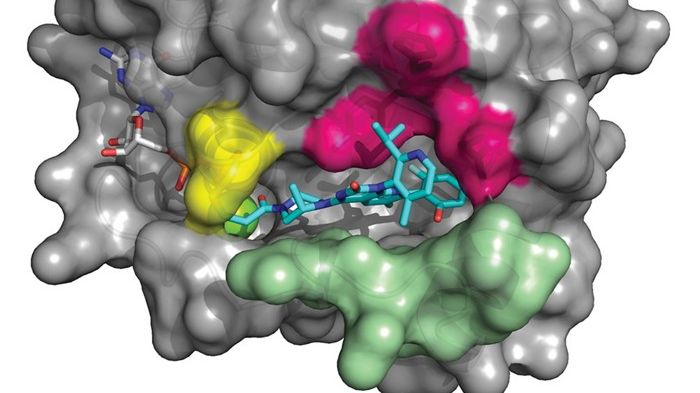 ​AMG 510 är en first-in-class small molecule som specifikt och irreversibelt binder till KRAS G12Cvia den cysteinaminosyra som ersätter glycin när mutationen inträffar. KRAS G12C blir på så vis låst i ett inaktivt GDP-bundet tillstånd.