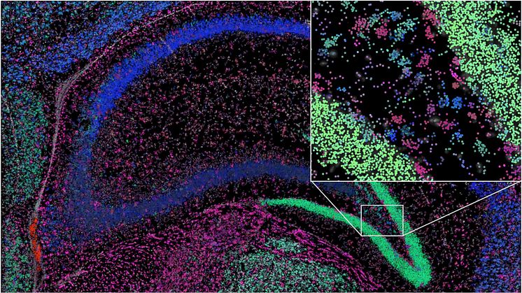 Messenger RNA in a small part of the hippocampus from a mouse brain. The colours represent different “social networks”. Photo: Gabriele Partel 