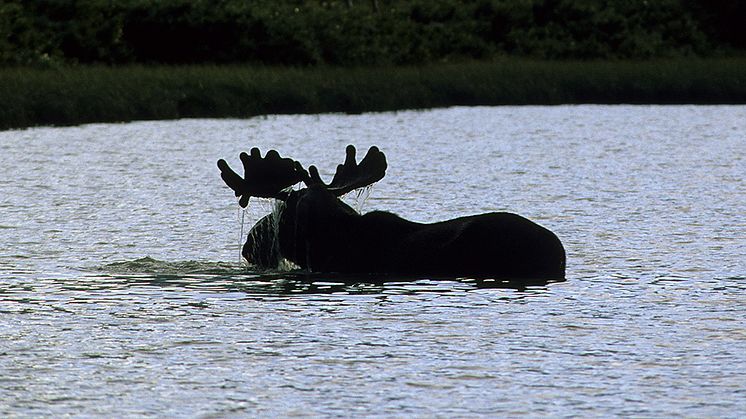 Älg. Foto: Arne Nævra