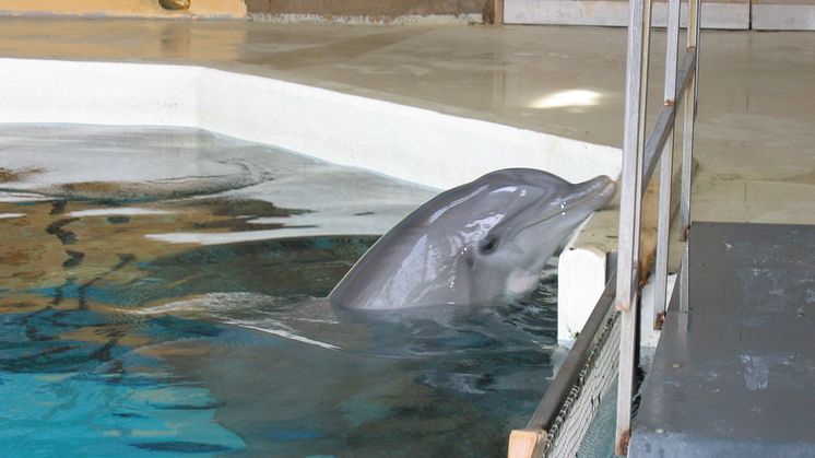 „Falsche Tatsachenbehauptung“ nach Delfinbabytod im Zoo Duisburg - Tierschutzorganisation wehrt sich