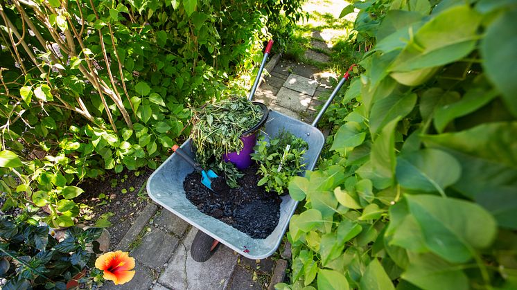 ​83% nöjda med trädgårdsavfallshämtning – nu finns tjänsten för alla stockholmare