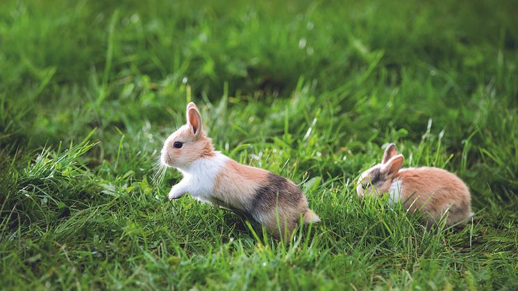 Kaninchen benötigen viel Platz zum Toben und Spielen.