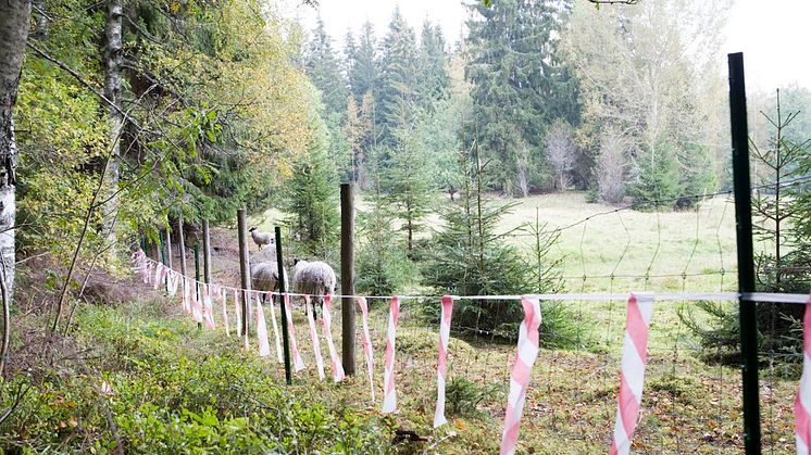 Lapptyg vid fårhage. Bild från Viltskadecenter. Foto: Håkan Bjurling 