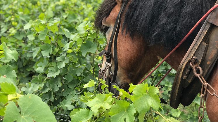 Farming in Le Clos Saint Hilaire