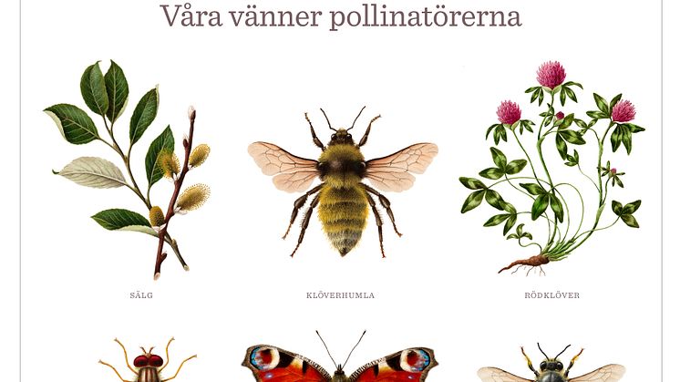 affisch Vara vanner pollinatorerna