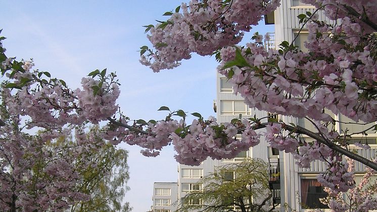 VÅR-städdag på Övre Norrby - Billdalsgatan, Bohusgatan och Östgötagatan 