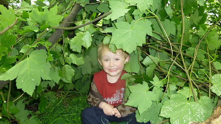 Den-making in the woods