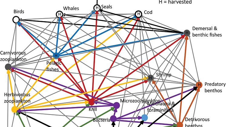 Carbon flows between major compartments based on Ecopath. Four major pathways for carbon flows from lower to higher trophic level                                                                                                                         