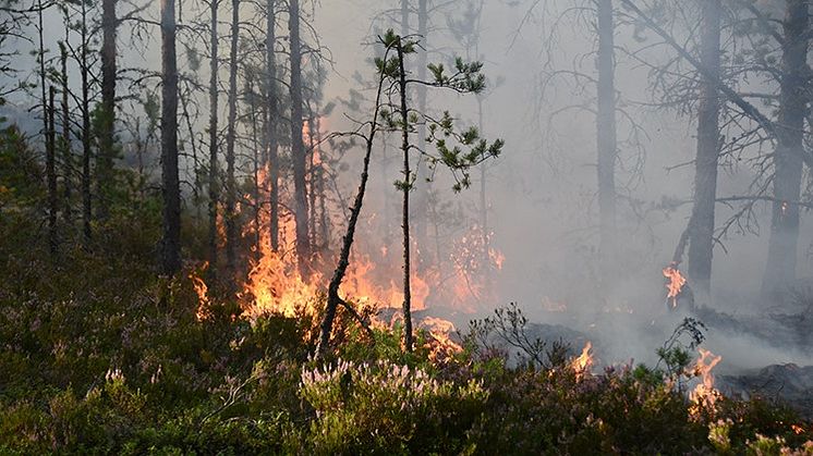 Stor eldfara och risk för skogsbrand i Piteå