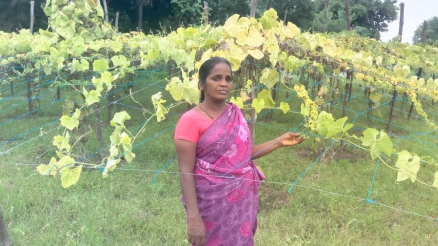 Vijaya at her Bitter Gourd farm - Bilden ägs av Hand in Hand India 