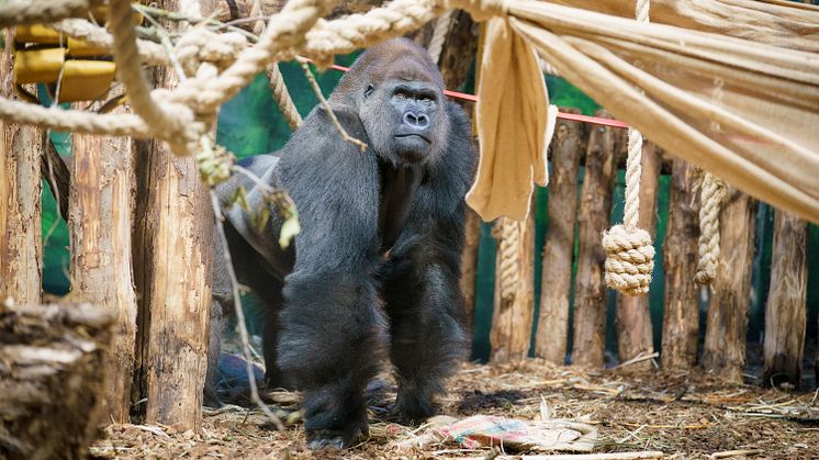 Kiburi in Gorilla Kingdom at ZSL London Zoo (c) ZSL DHL (1)