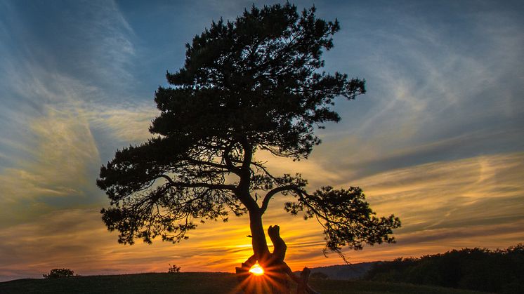​Vem blir Sveriges bästa trädfotograf?