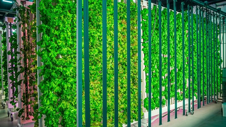 Microgreens, som örter och salat, ska här vertikal-odlas och ett hybridsystem installeras för bevattning. 