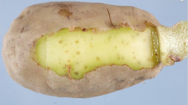 Potatis med rotgallnematod. Foto: Eppo