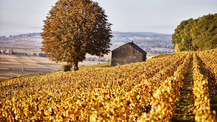 Bouchard Pere & Fils Corton Charlamagne