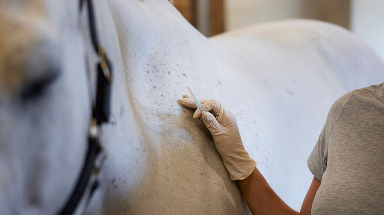 En ny studie från SVA visar att vaccin mot kvarka kan skydda svenska hästar, därför lanserar Dunstan Vaccinationshjälpen