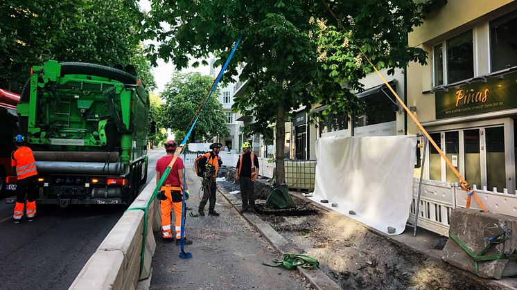 Nyplanting av kirsebærtrær i Bygdøy Allé. Foto: Multiconsult