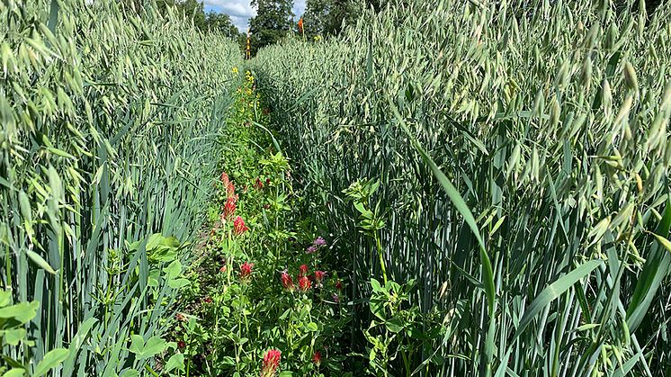 Insådd av blommande baljväxter i spannmål är ett sätt att tillföra variation på fälten. Här är det blodklöver, doftklöver och spärrklöver (syns knappt) som såtts in som bottengröda i havre. Foto: Anna Lundmark