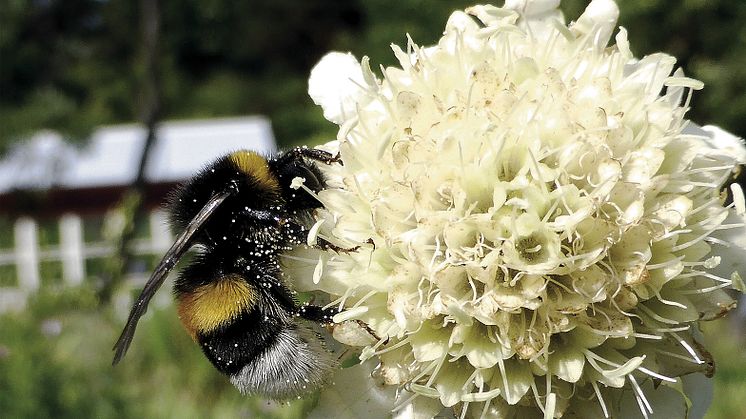 Professor Ingemar Fries upptäcktsfärder i den egna trädgården samlas i boken  ”Blommor och bin– din trädgård, ett matbord för pollinerande insekter".  Här ses en mörk jordhumla som samlar nektar i en jättevädd. Foto: Ingemar Fries