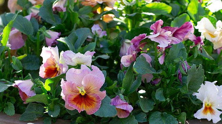 1920 Viola wittrockiana Fancy Peach Shades 3.jpg