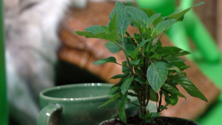 Ananassalvia