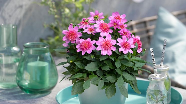 Årets Victoriadahlia 2025 - ’Starburst Pink’
- en Anemonblommig Sommardahlia som det påtagligt sprakar om.