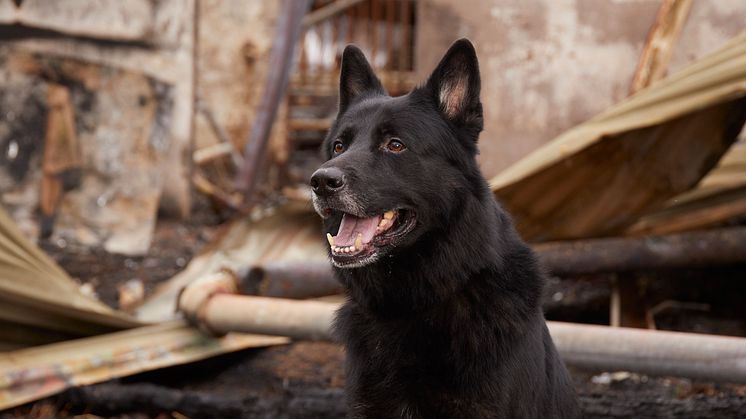 Årets Bragdhund 2024 Spårmarkens Otiz Fotograf Tord Saxin -4.jpg