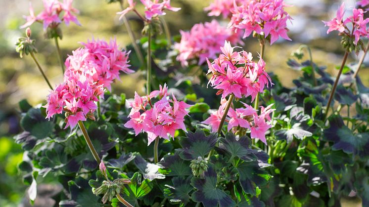 Årets Pelargon 2025 16 Pelargonium Summer Twist Rose foto annikasnaturligating.jpg