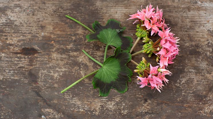 Årets Pelargon 2025 51 Pelargonium Summer Twist Rose Avklippt Foto annikasnaturligating.jpg