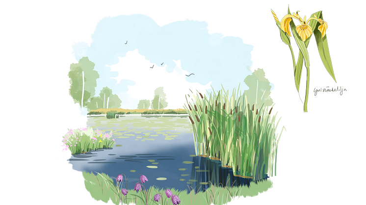 våtmark närbild natur illustration 3.png