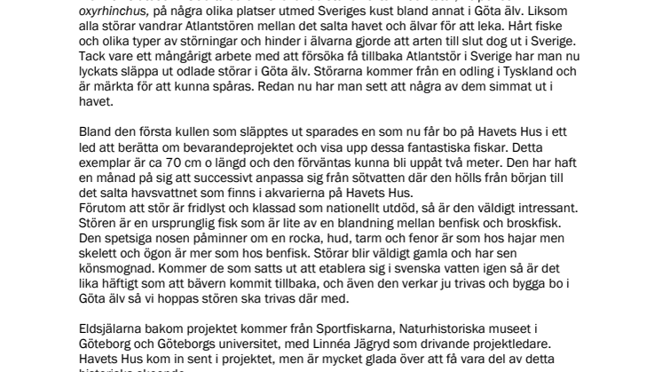 241105_atlantstör.pdf