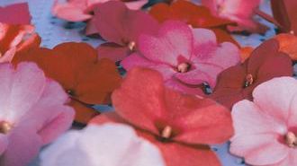 Månadens Blomma – mars. Lyckliga Lotta och Pensé