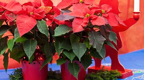 Julblommor - en lysande affär i adventstider!