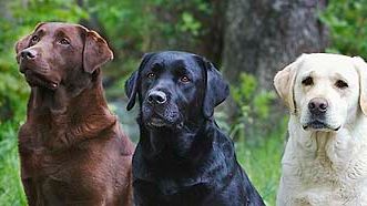 Labrador retriever är nu störst – efter 44 år i toppen petas schäfern ner från tronen
