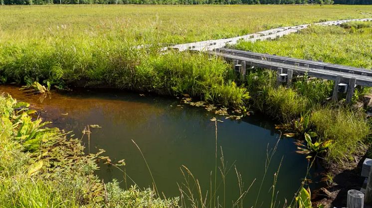 Ryugu Marsh Trail