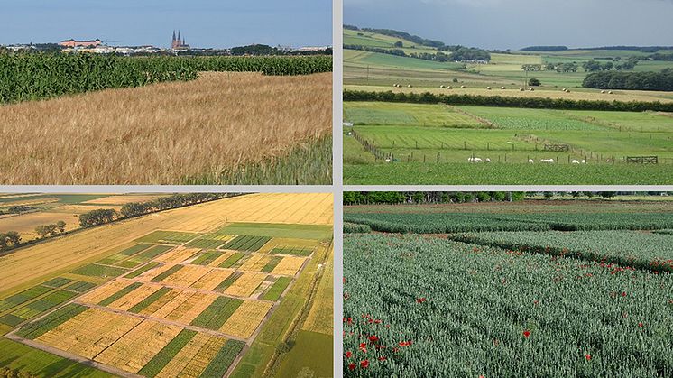 Analyser av 32 långliggande fältförsök i bland annat Säby utanför Uppsala, Tulloch i Skottland, Brody i Polen och El Encin i Spanien har gett ny kunskap om växtföljder. Foto: G Vico, C Watson, R Alarcon, Z Sawinska