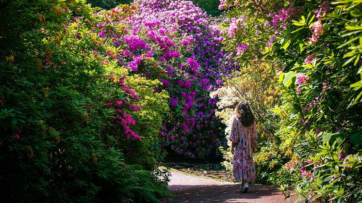 Sofiero Rhododendronblomning 2025