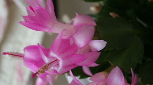 Månadens Blomma – november 2007