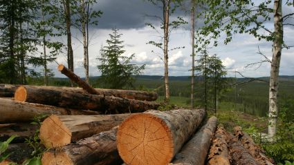 Ny teknik för billigare tillverkning av biobränsle