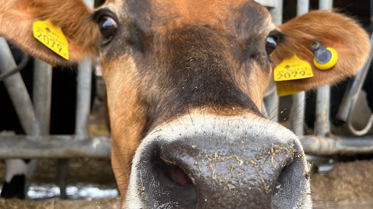 Jersey hos Stäme Holstein. Foto: Växa