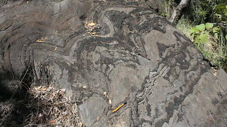 An example of stromatolites investigated in the study found in the Cheshire Formation of the Belingwe greenstone belt, Zimbabwe. Photo credit: Professor Axel Hofmann