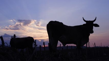 På Sverigebesök: Internationell expert på animalieproduktionens avigsidor