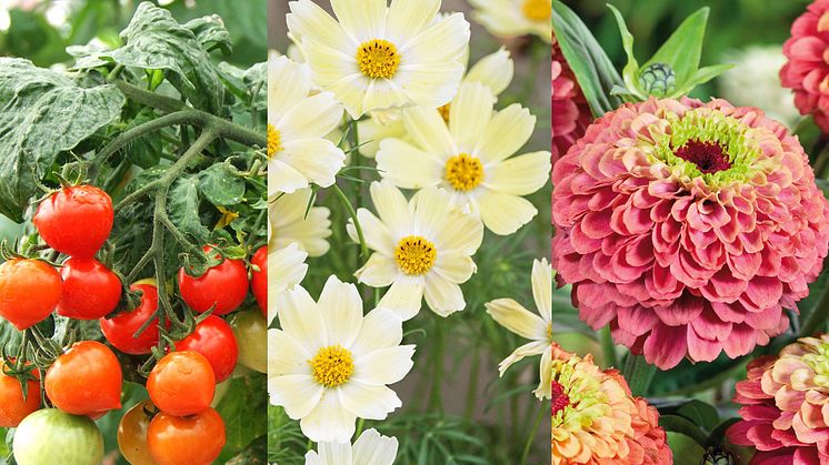 Odlingsvärda sorter av både tomat och snittblommor finns bland nyheterna i Blomsterlandets egna sortiment av fröer för 2025.