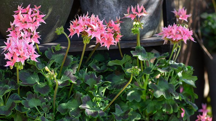 Årets Pelargon 2025 23 Pelargonium Summer Twist Rose foto annikasnaturligating.jpg
