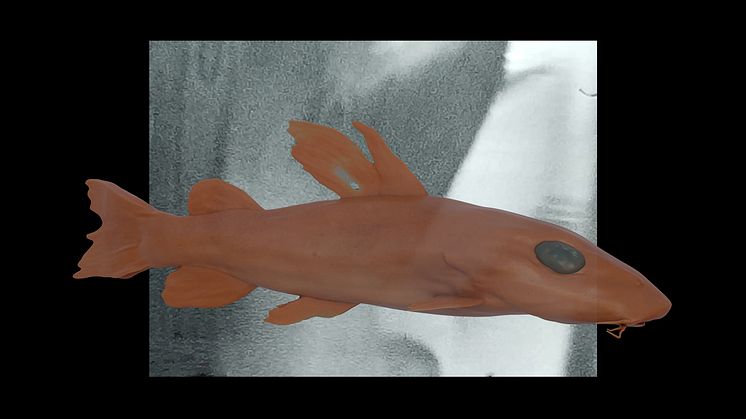 I utställningen Chrysichthys johnelsi – namngivandets apparatur utforskar konstnären fiskens namn och dess koloniala kontext.