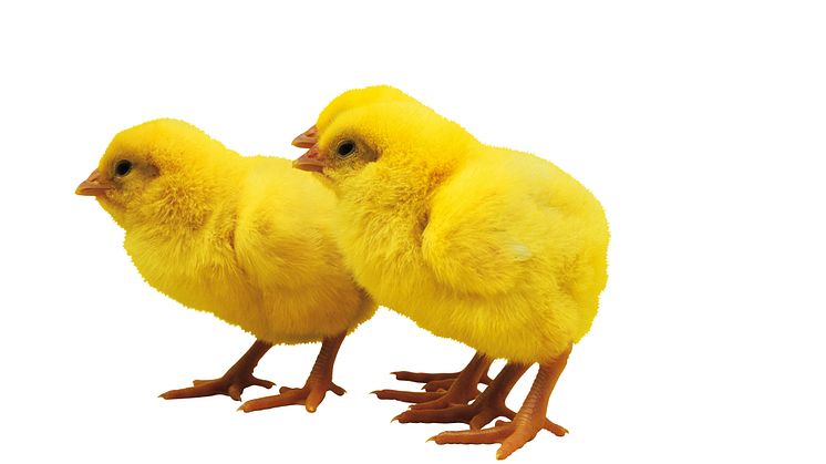 Ett påskägg som förändrar världen
