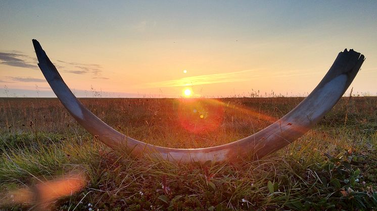 Siberian_mainland_tusk_1 (photo Love Dalén).jpg